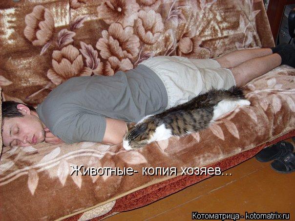 Животные- копия хозяев...... Котоматрица: Животные- копия хозяев...