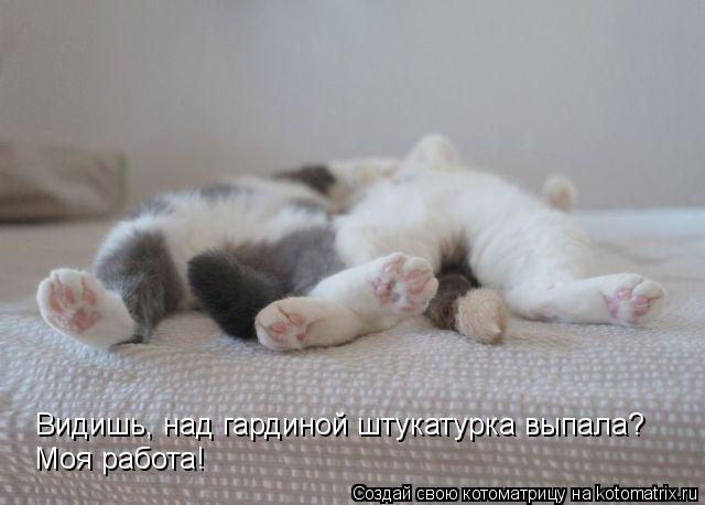 Видишь, над гардиной штукатурка выпала? Моя работа!... Котоматрица: Видишь, над гардиной штукатурка выпала? Моя работа!