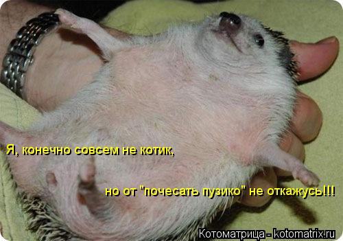 Котоматрица: Я, конечно совсем не котик,   но от "почесать пузико" не откажусь!!!