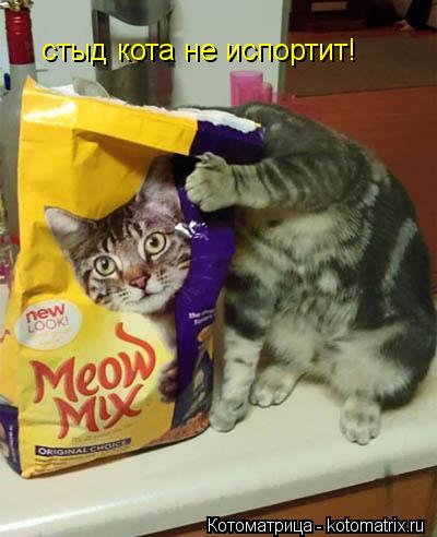 стыд кота не испортит!... Котоматрица: стыд кота не испортит!