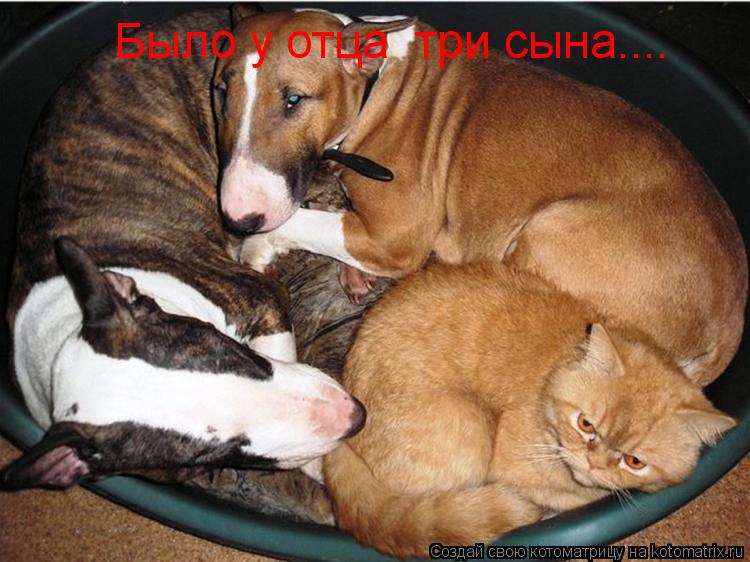 Было у отца три сына....... Котоматрица: Было у отца три сына....