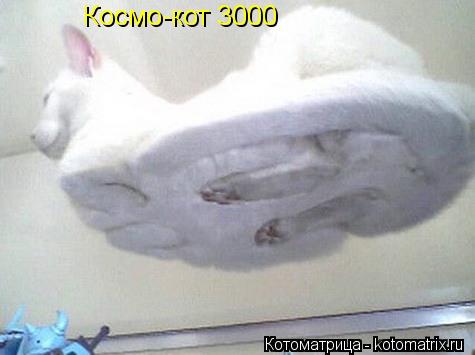 Космо-кот 3000... Котоматрица: Космо-кот 3000