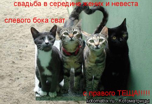 Котоматрица: свадьба в середине жених и невеста  слевого бока сват с правого ТЕЩА!!!!!