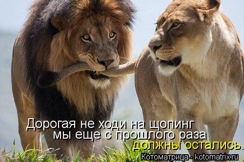 Котоматрица: Дорогая не ходи на щопинг  мы еще с прошлого раза  должны остались...