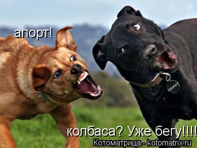 Котоматрица: апорт! колбаса? Уже бегу!!!!