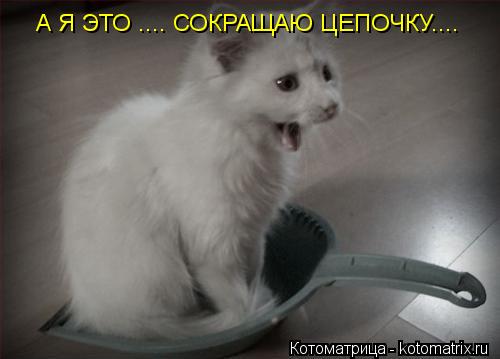 А Я ЭТО .... СОКРАЩАЮ ЦЕПОЧКУ....... Котоматрица: А Я ЭТО .... СОКРАЩАЮ ЦЕПОЧКУ....