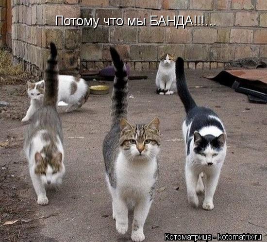 Потому что мы БАНДА!!!...... Котоматрица: Потому что мы БАНДА!!!...