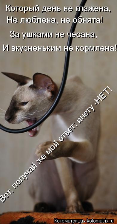 Который день не глажена, Не люблена, не обнята! За ушками не чесана, И вкусненьким не кормлена! Вот, ... Котоматрица: Который день не глажена, Не люблена, не обнята! За ушками не чесана, И вкусненьким не кормлена! Вот, получай же мой ответ: инету -НЕТ!