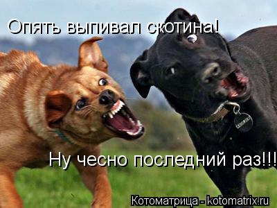Опять выпивал скотина! Опять выпивал скотина! Ну чесно последний раз!!!... Котоматрица: Опять выпивал скотина! Опять выпивал скотина! Ну чесно последний раз!!!