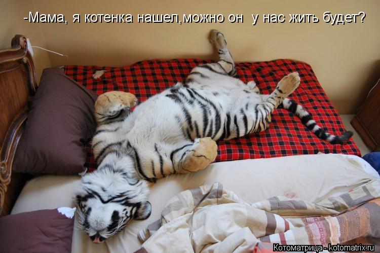 -Мама, я котенка нашел,можно он у нас жить будет?... Котоматрица: -Мама, я котенка нашел,можно он у нас жить будет?