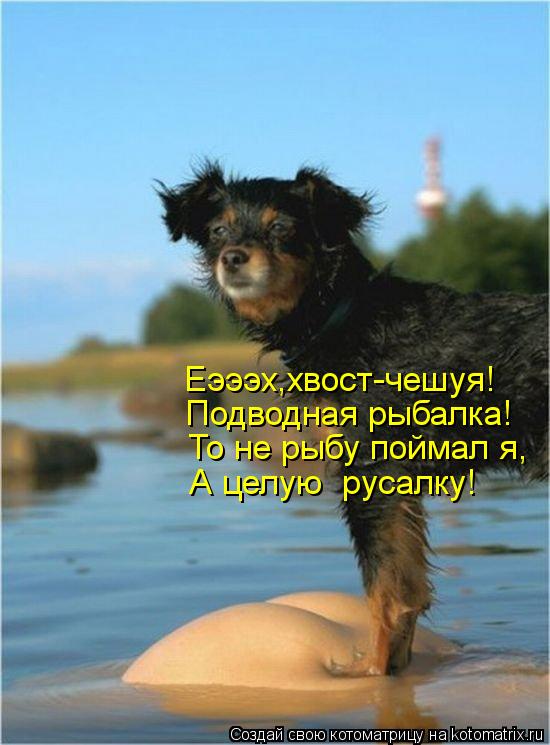 Котоматрица: Еэээх,хвост-чешуя! Подводная рыбалка! То не рыбу поймал я, А целую  русалку!