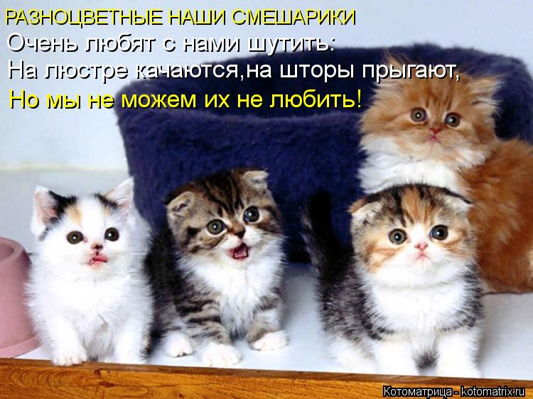 Котоматрица: РАЗНОЦВЕТНЫЕ НАШИ СМЕШАРИКИ Очень любят с нами шутить: На люстре качаются,на шторы прыгают, Но мы не можем их не любить!