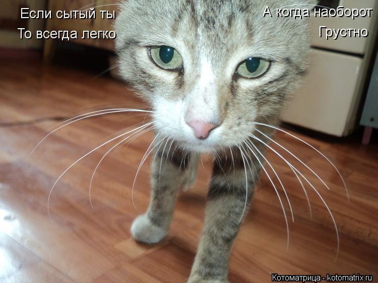 Котоматрица: Если сытый ты То всегда легко А когда наоборот Грустно