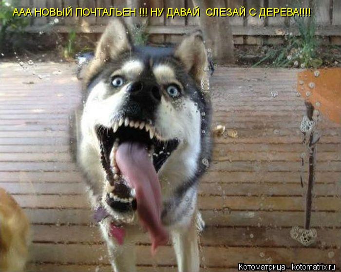 Котоматрица: ААА НОВЫЙ ПОЧТАЛЬЕН !!! НУ ДАВАЙ  СЛЕЗАЙ С ДЕРЕВА!!!!