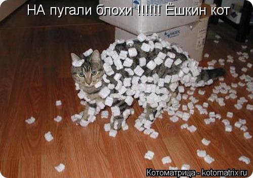 НА пугали блохи !!!!!! Ёшкин кот... Котоматрица: НА пугали блохи !!!!!! Ёшкин кот