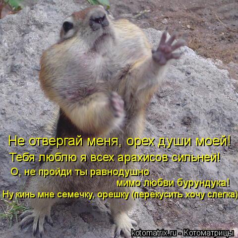 Котоматрица: Не отвергай меня, орех души моей! Тебя люблю я всех арахисов сильней! О, не пройди ты равнодушно мимо любви бурундука! Ну кинь мне семечку, ор