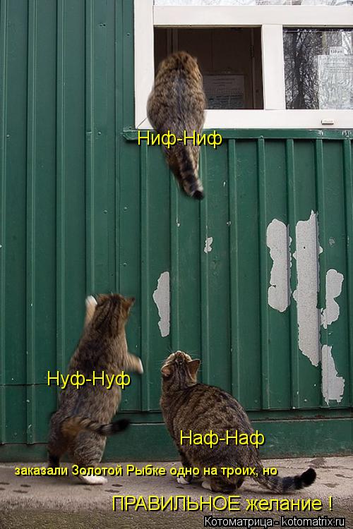 Ниф-Ниф Нуф-Нуф Наф-Наф заказали Золотой Рыбке одно на троих, но ПРАВИЛЬНОЕ желание !... Котоматрица: Ниф-Ниф Нуф-Нуф Наф-Наф заказали Золотой Рыбке одно на троих, но ПРАВИЛЬНОЕ желание !