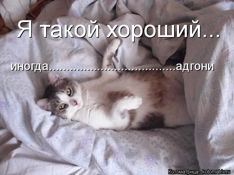 Котоматрица: Я такой хороший... иногда.....................................адгони