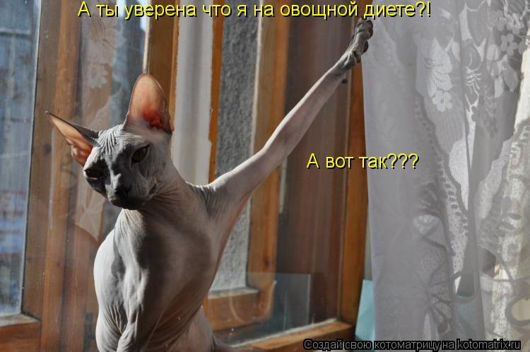 Котоматрица: А ты уверена что я на овощной диете?! А вот так???