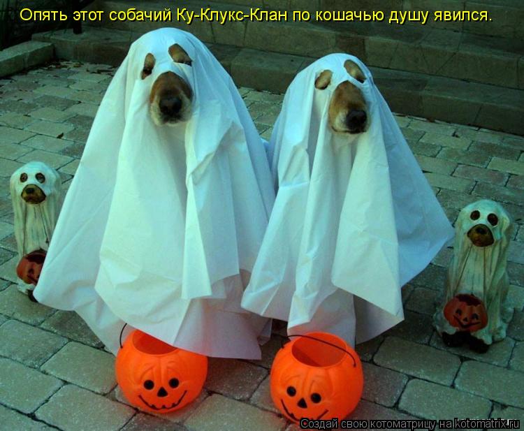 Котоматрица: Опять этот собачий Ку-Клукс-Клан по кошачью душу явился.