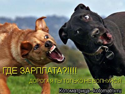 Котоматрица: ГДЕ ЗАРПЛАТА?!!!! ДОРОГАЯ ТЫ ТОЛЬКО НЕ ВОЛНУЙСЯ...