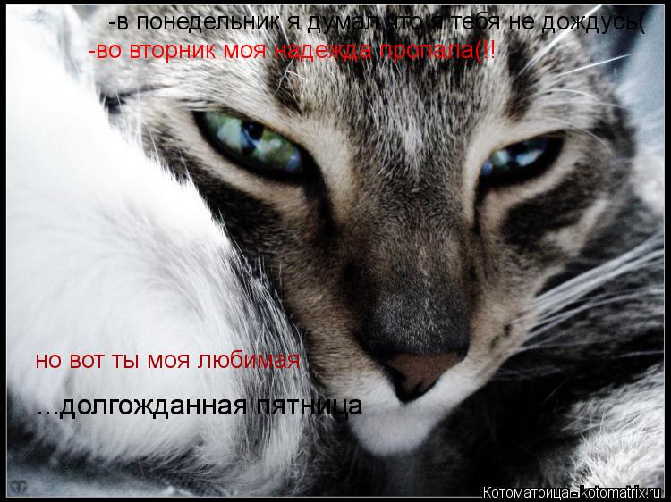 -в понедельник я думал что я тебя не дождусь( -во вторник моя надежда пропала(!! но вот ты моя любима... Котоматрица: -в понедельник я думал что я тебя не дождусь( -во вторник моя надежда пропала(!! но вот ты моя любимая ...долгожданная пятница
