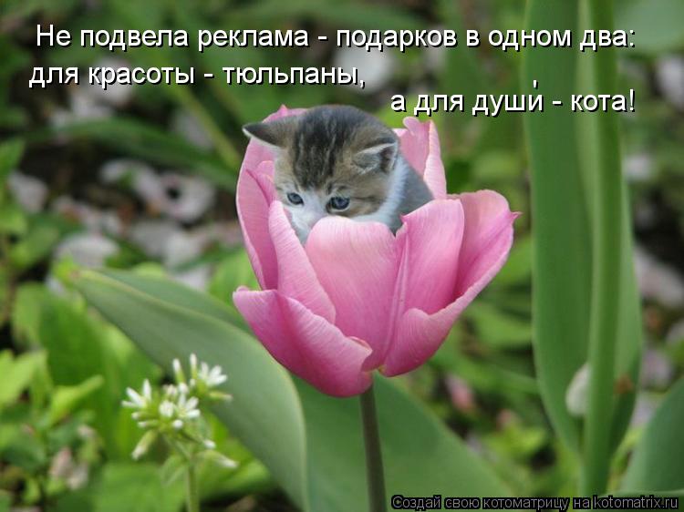 Котоматрица: Не подвела реклама - подарков в одном два: для красоты - тюльпаны, а для души - кота! '