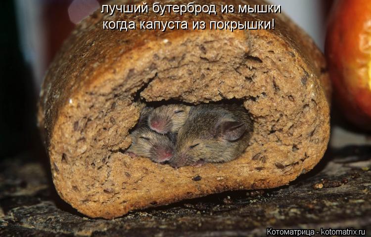лучший бутерброд из мышки когда капуста из покрышки!... Котоматрица: лучший бутерброд из мышки когда капуста из покрышки!