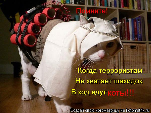 Помните! Когда террористам Не хватает шахидок В ход идут коты!!!... Котоматрица: Помните! Когда террористам Не хватает шахидок В ход идут коты!!!