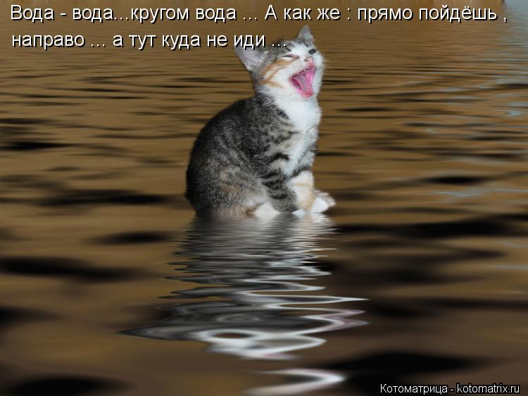 Котоматрица: Вода - вода...кругом вода ... А как же : прямо пойдёшь ,  направо ... а тут куда не иди ...