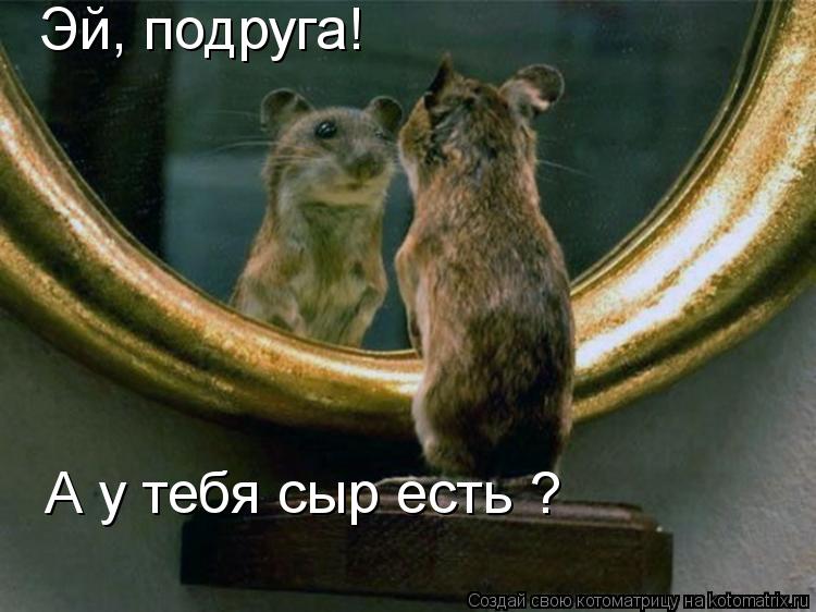 Эй, подруга! А у тебя сыр есть ?... Котоматрица: Эй, подруга! А у тебя сыр есть ?