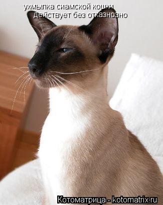 Котоматрица: ухмылка сиамской кошки действует без отказнозно