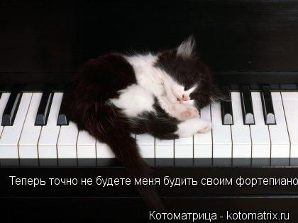 Котоматрица: Теперь точно не будете меня будить своим фортепиано.