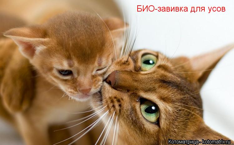 Котоматрица: БИО-завивка для усов