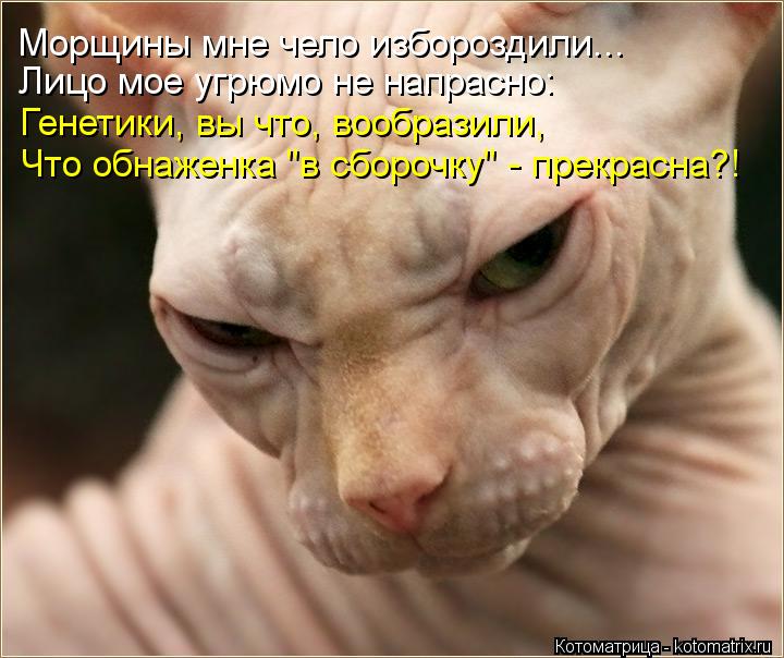 Морщины мне чело избороздили... Генетики, вы что, вообразили, Что обнаженка "в сборочку" - прекрасна?... Котоматрица: Морщины мне чело избороздили... Генетики, вы что, вообразили, Что обнаженка "в сборочку" - прекрасна?! Лицо мое угрюмо не напрасно: