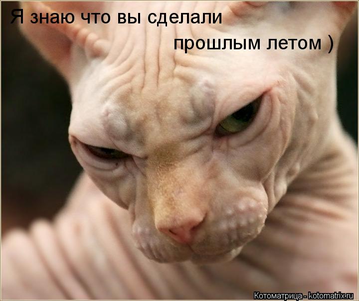 Я знаю что вы сделали прошлым летом )... Котоматрица: Я знаю что вы сделали прошлым летом )