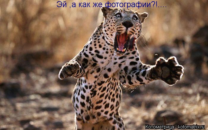 Эй ,а как же фотографии?!....... Котоматрица: Эй ,а как же фотографии?!....