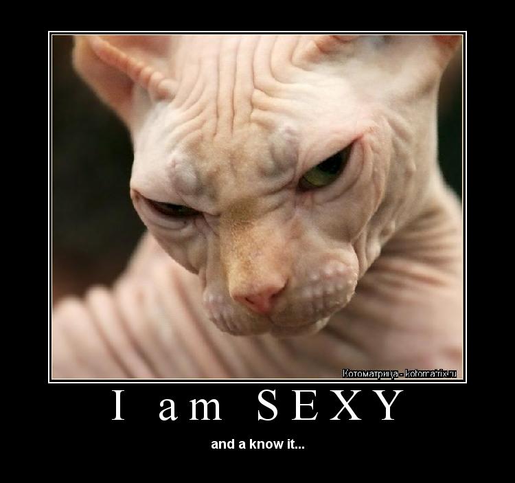 Котоматрица: I am SEXY and a know it...