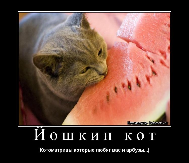Котоматрица: Йошкин кот Котоматрицы которые любят вас и арбузы...)