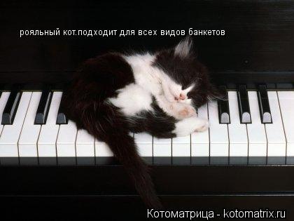 рояльный кот.подходит для всех видов банкетов... Котоматрица: рояльный кот.подходит для всех видов банкетов