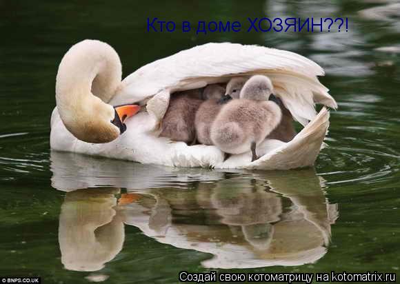 Котоматрица: Кто в доме ХОЗЯИН??!