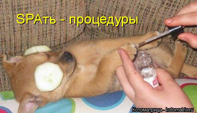 Котоматрица: SPAть - процедуры