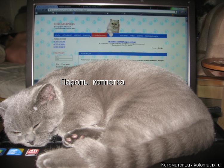 Пароль: котлетка... Котоматрица: Пароль: котлетка