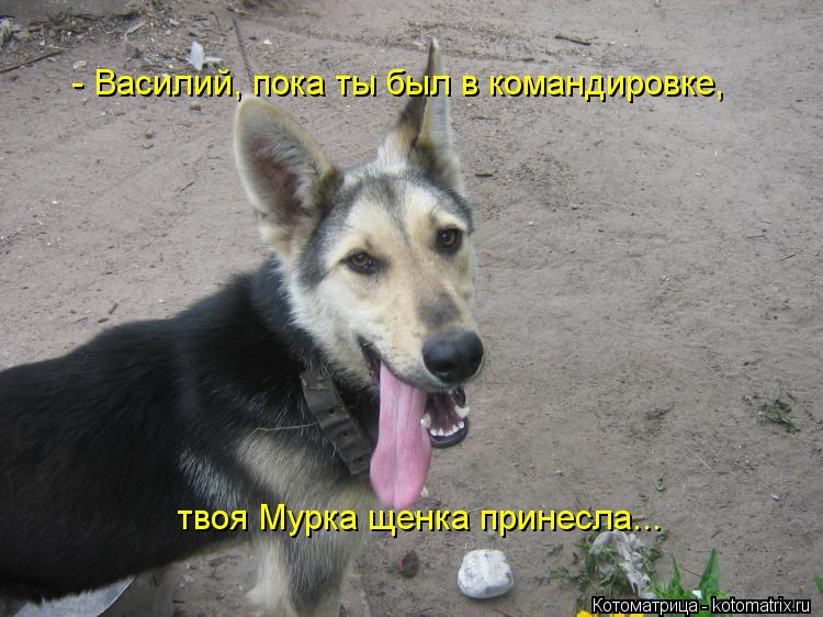 Котоматрица: - Василий, пока ты был в командировке, твоя Мурка щенка принесла...