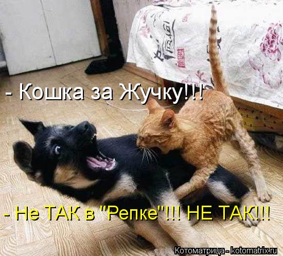 - Кошка за Жучку!!! - Не ТАК в "Репке"!!! НЕ ТАК!!!... Котоматрица: - Кошка за Жучку!!! - Не ТАК в "Репке"!!! НЕ ТАК!!!