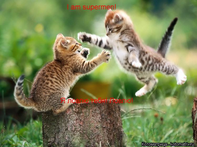 Котоматрица: I am supermen! Я ловлю тебя! Ловлю!