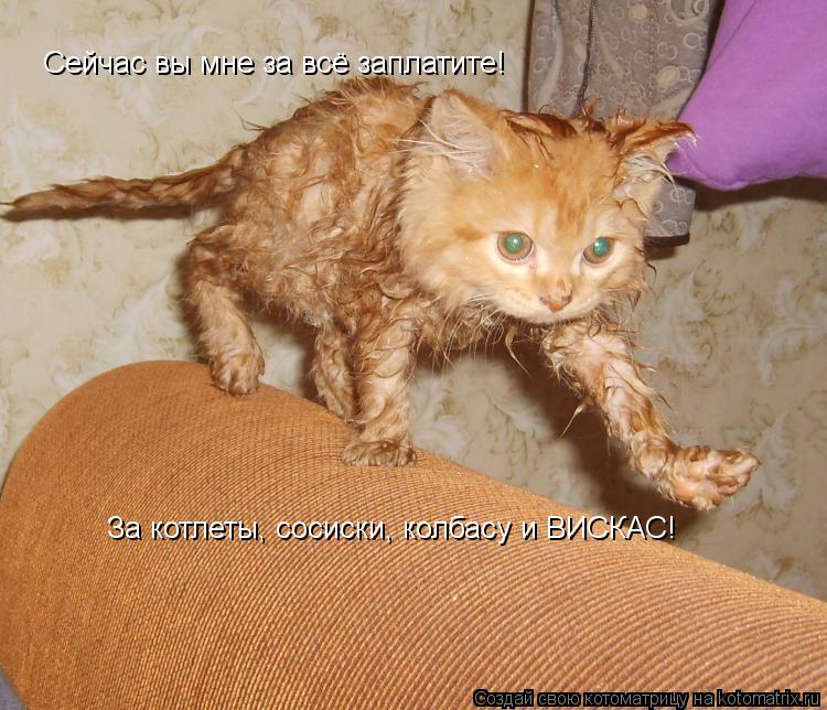 Сейчас вы мне за всё заплатите! За котлеты, сосиски, колбасу и ВИСКАС!... Котоматрица: Сейчас вы мне за всё заплатите! За котлеты, сосиски, колбасу и ВИСКАС!