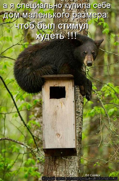 Котоматрица: а я специально купила себе дом маленького размера: чтоб был стимул худеть !!!