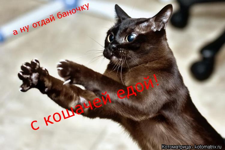 а ну отдай баночку с кошачей едой!... Котоматрица: а ну отдай баночку с кошачей едой!