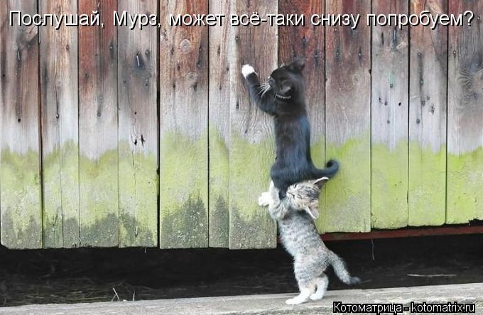 Послушай, Мурз, может всё-таки снизу попробуем?... Котоматрица: Послушай, Мурз, может всё-таки снизу попробуем?